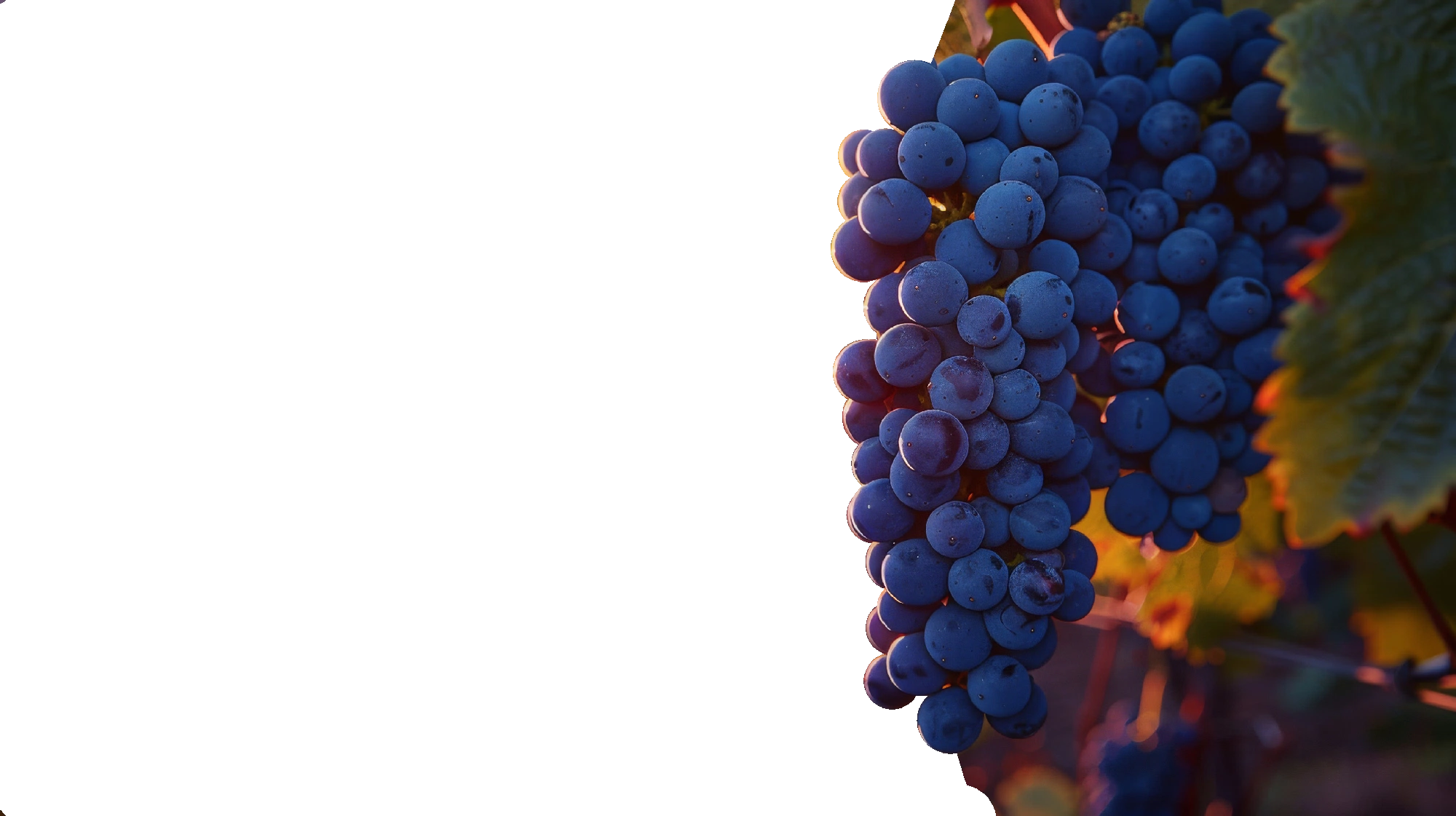 wineyard in the evening